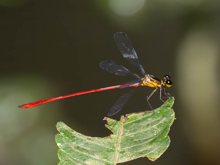 Heteragrion erythrogastrum (Red and Black Flatwing)-2.jpg